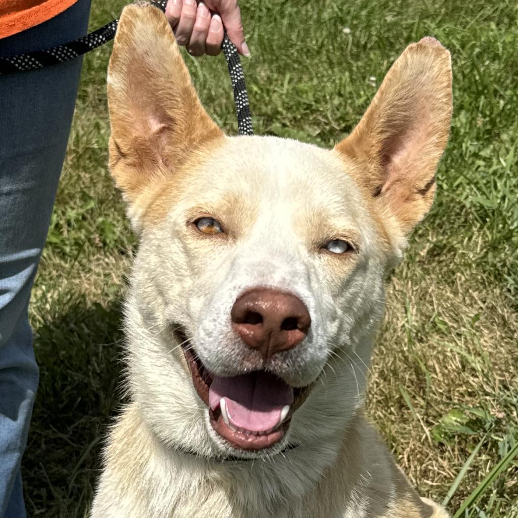 Enlarge Bobo, a Adoptable Siberian Husky in Nashville, IN image 1/6