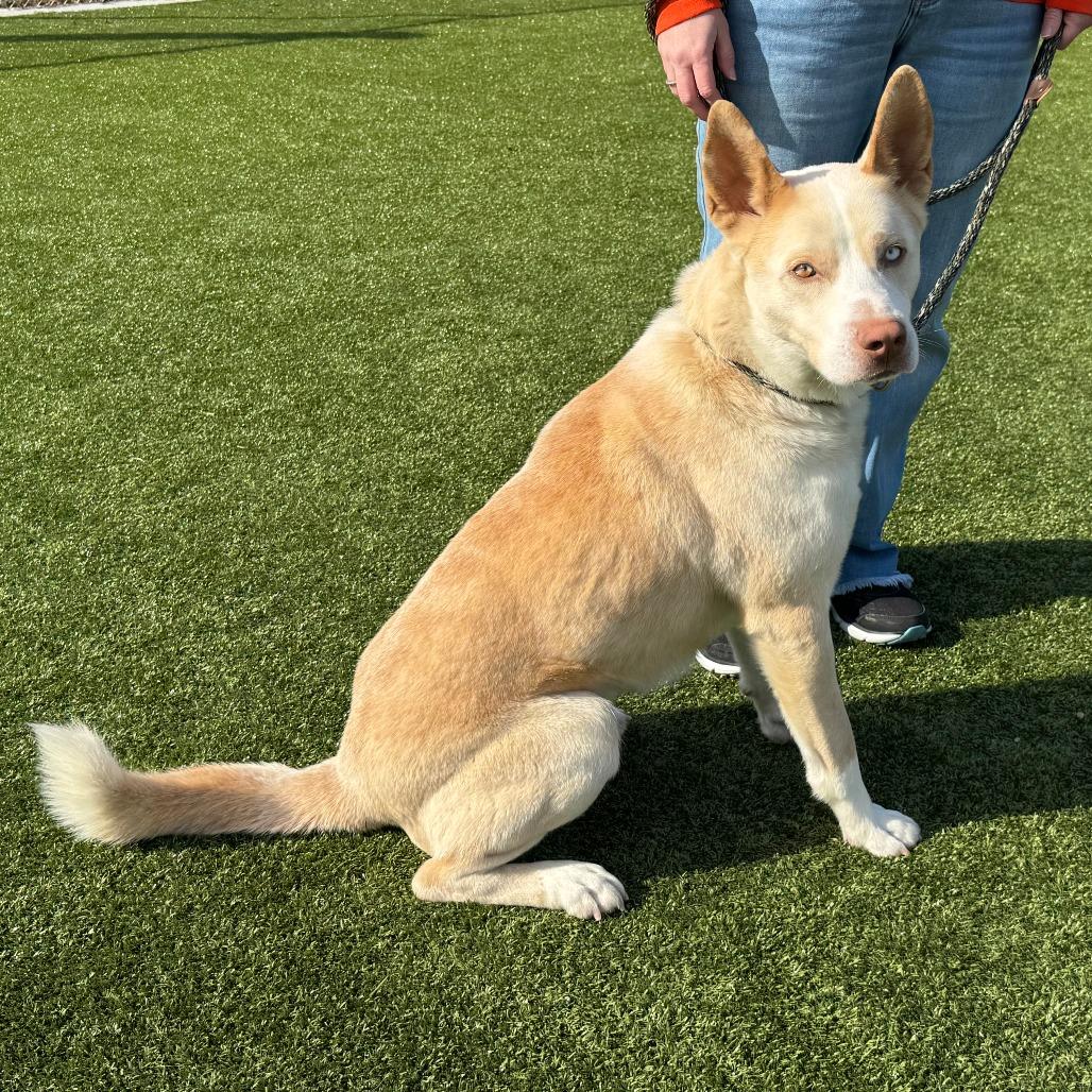 Enlarge Bobo, a Adoptable Siberian Husky in Nashville, IN image 4/6