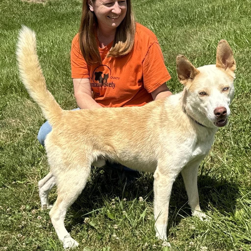 Enlarge Bobo, a Adoptable Siberian Husky in Nashville, IN image 5/6