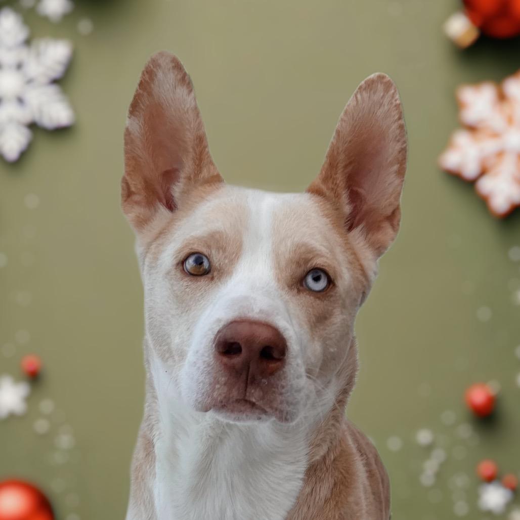 Enlarge Bobo, a Adoptable Siberian Husky in Nashville, IN image 2/6