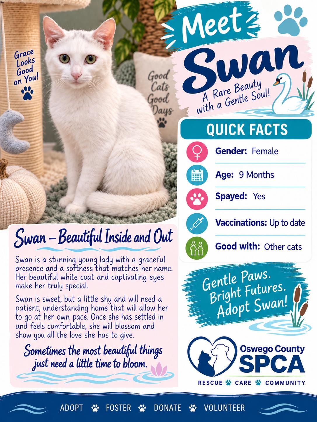Swan, Adoptable, Young Female Domestic Short Hair.