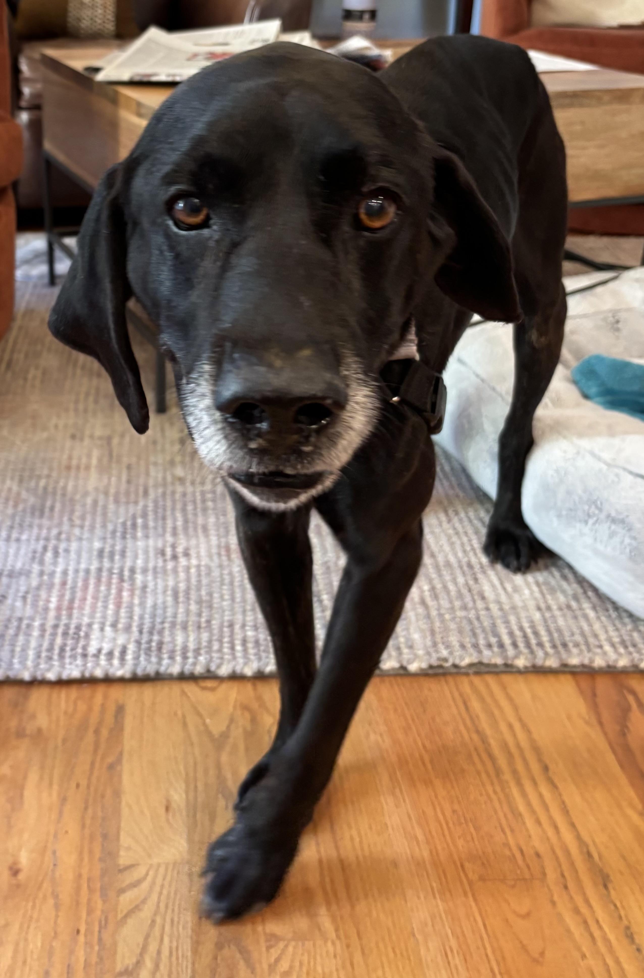 Enlarge Bullwinkle, an adoptable mixed breed in San Francisco, CA image 4/6