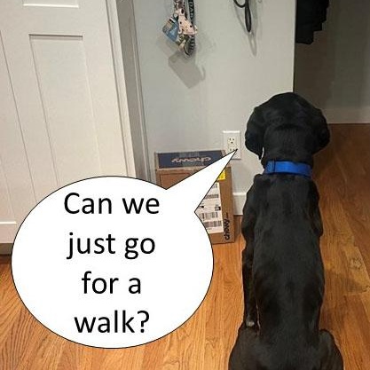 Enlarge Bullwinkle, an adoptable mixed breed in San Francisco, CA image 5/6