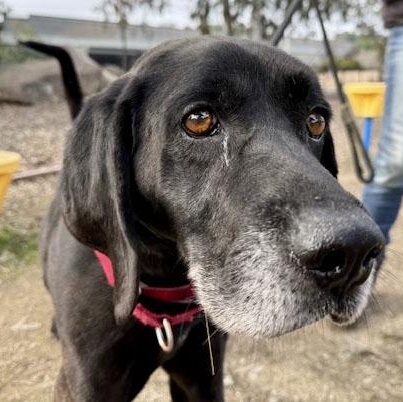 Enlarge Bullwinkle, an adoptable mixed breed in San Francisco, CA image 6/6