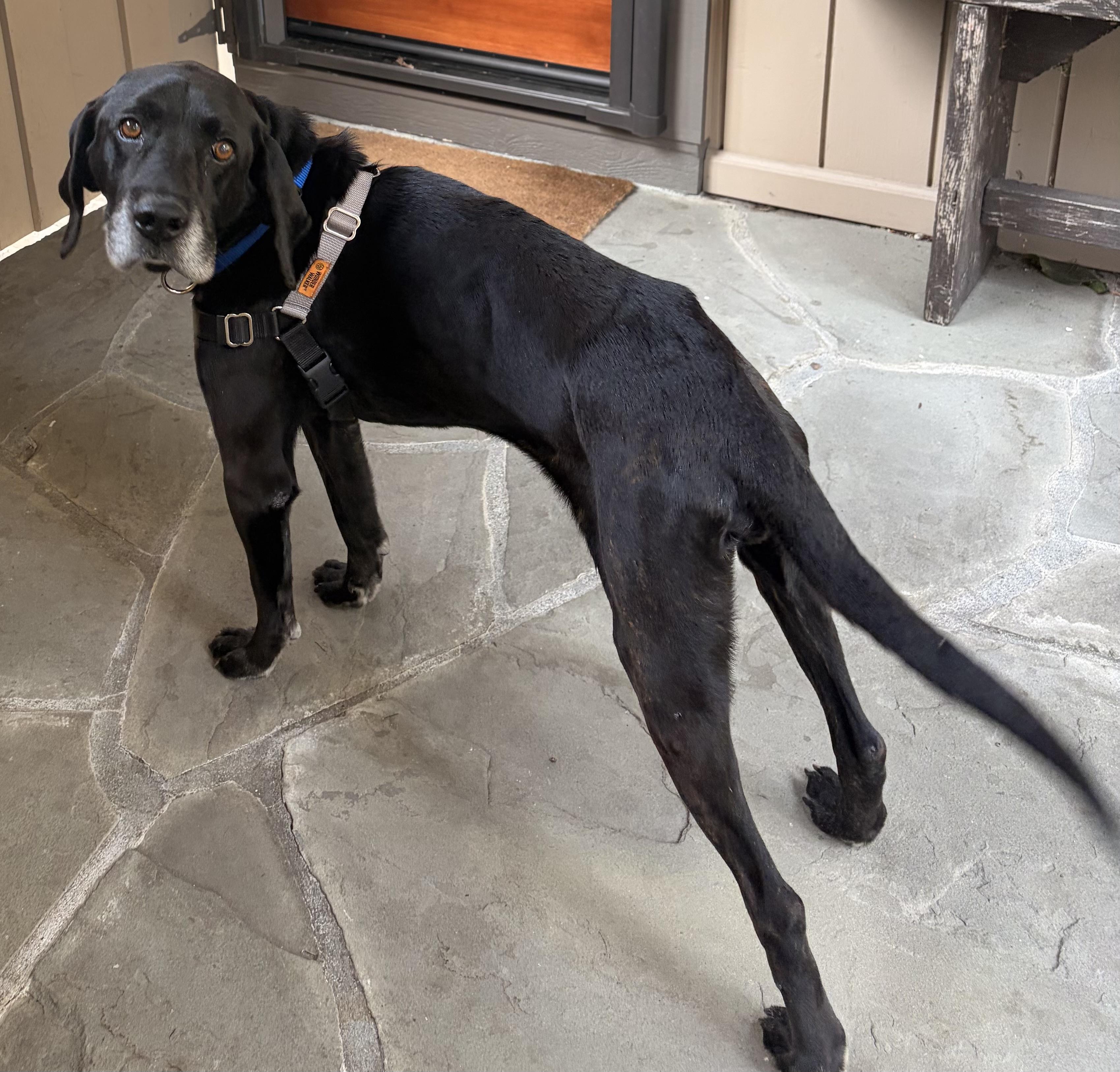 Bullwinkle — thumbnail 4