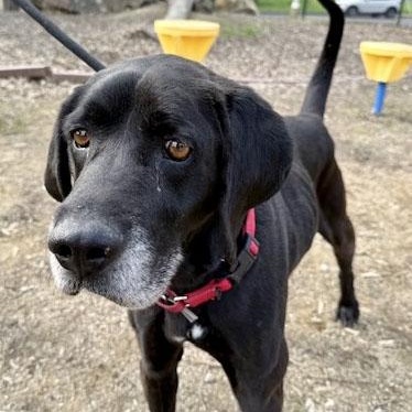 Enlarge Bullwinkle, an adoptable mixed breed in San Francisco, CA image 2/6