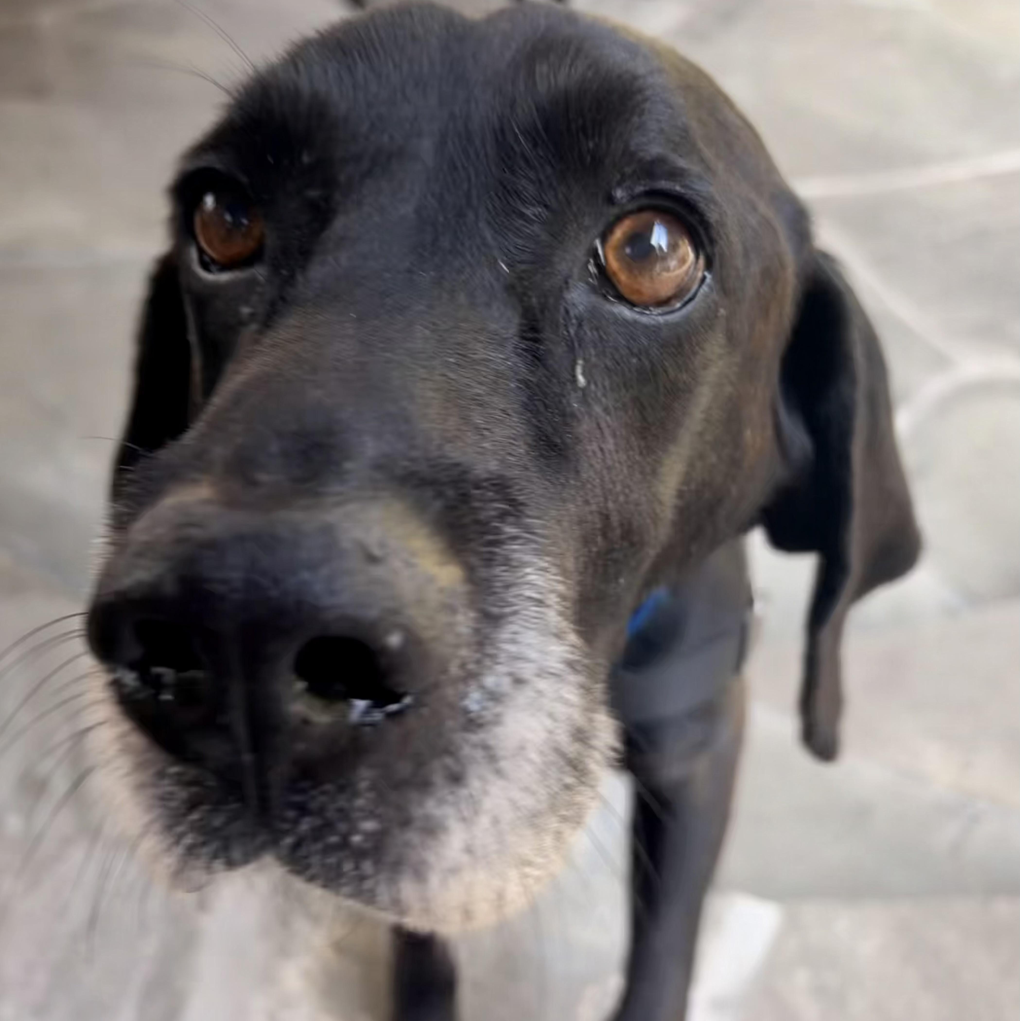 Enlarge Bullwinkle, an adoptable mixed breed in San Francisco, CA image 1/6