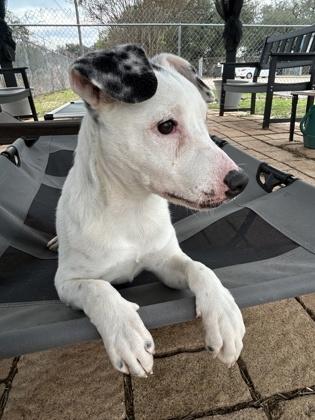 Angel, Adoptable, Puppy Female Australian Cattle Dog / Blue Heeler & Mixed Breed.