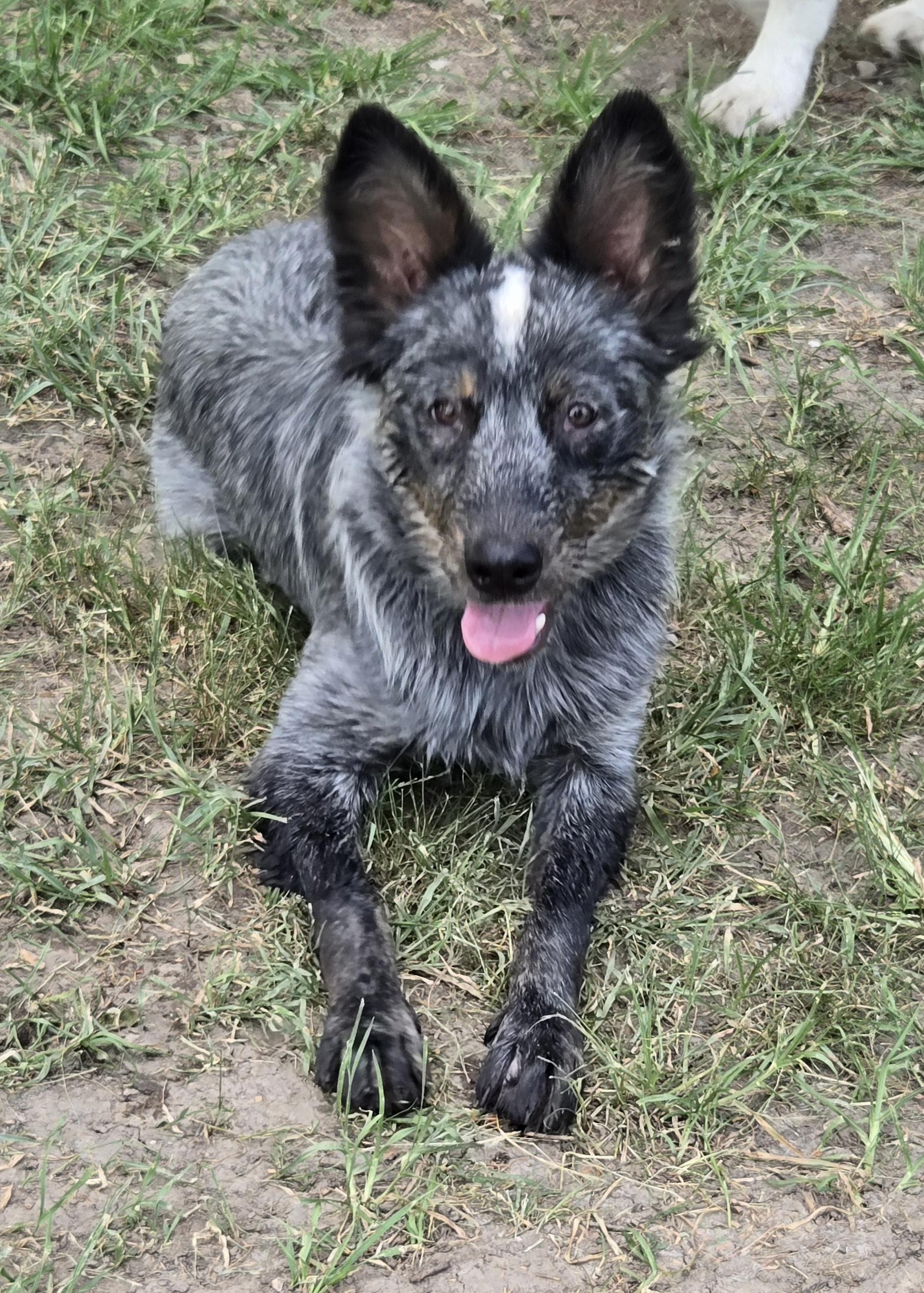 Frisbee, adopted, Young Male Australian Cattle Dog / Blue Heeler.