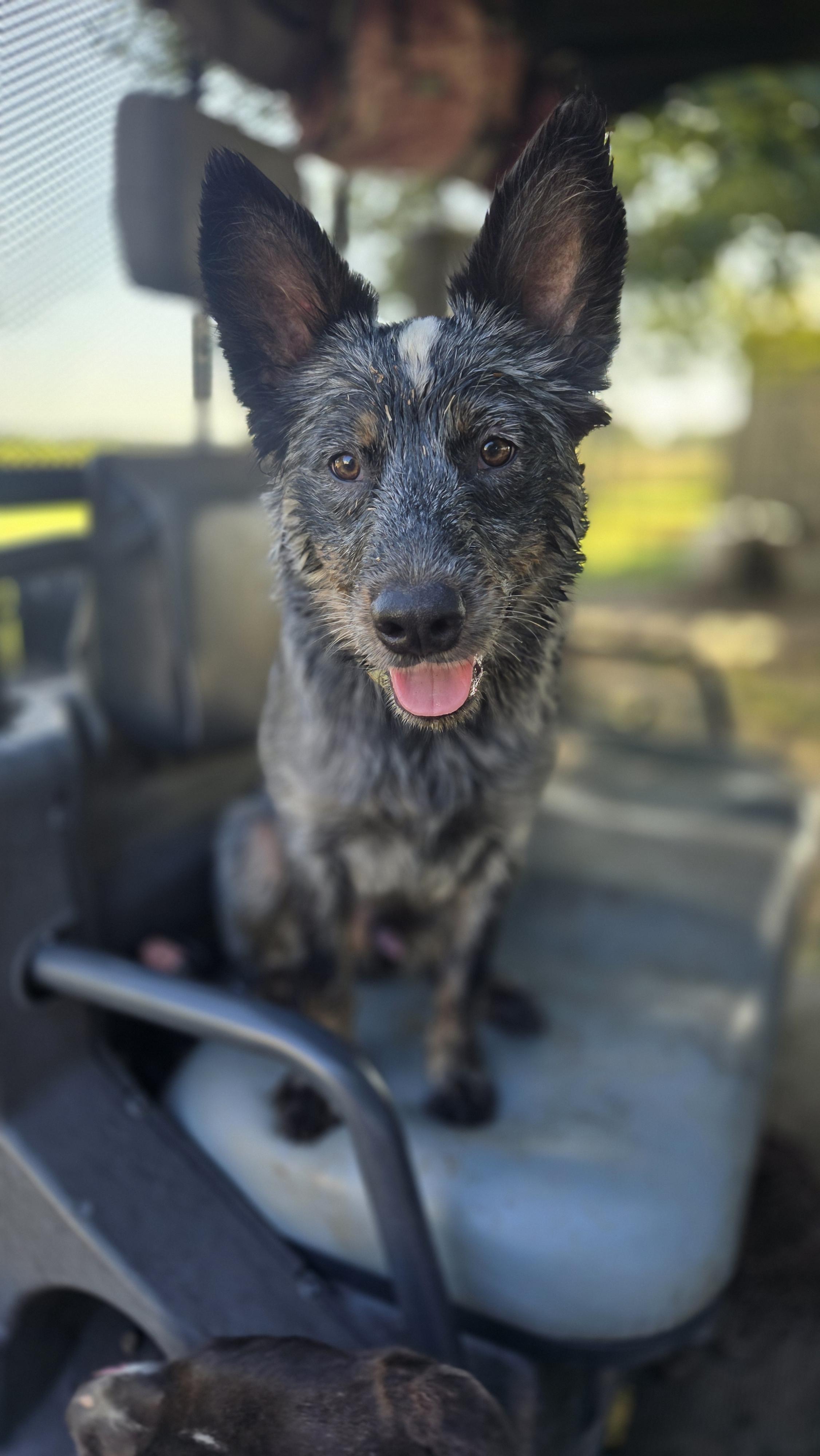 Frisbee, an adopted mixed breed in Okemah, OK image 2/4