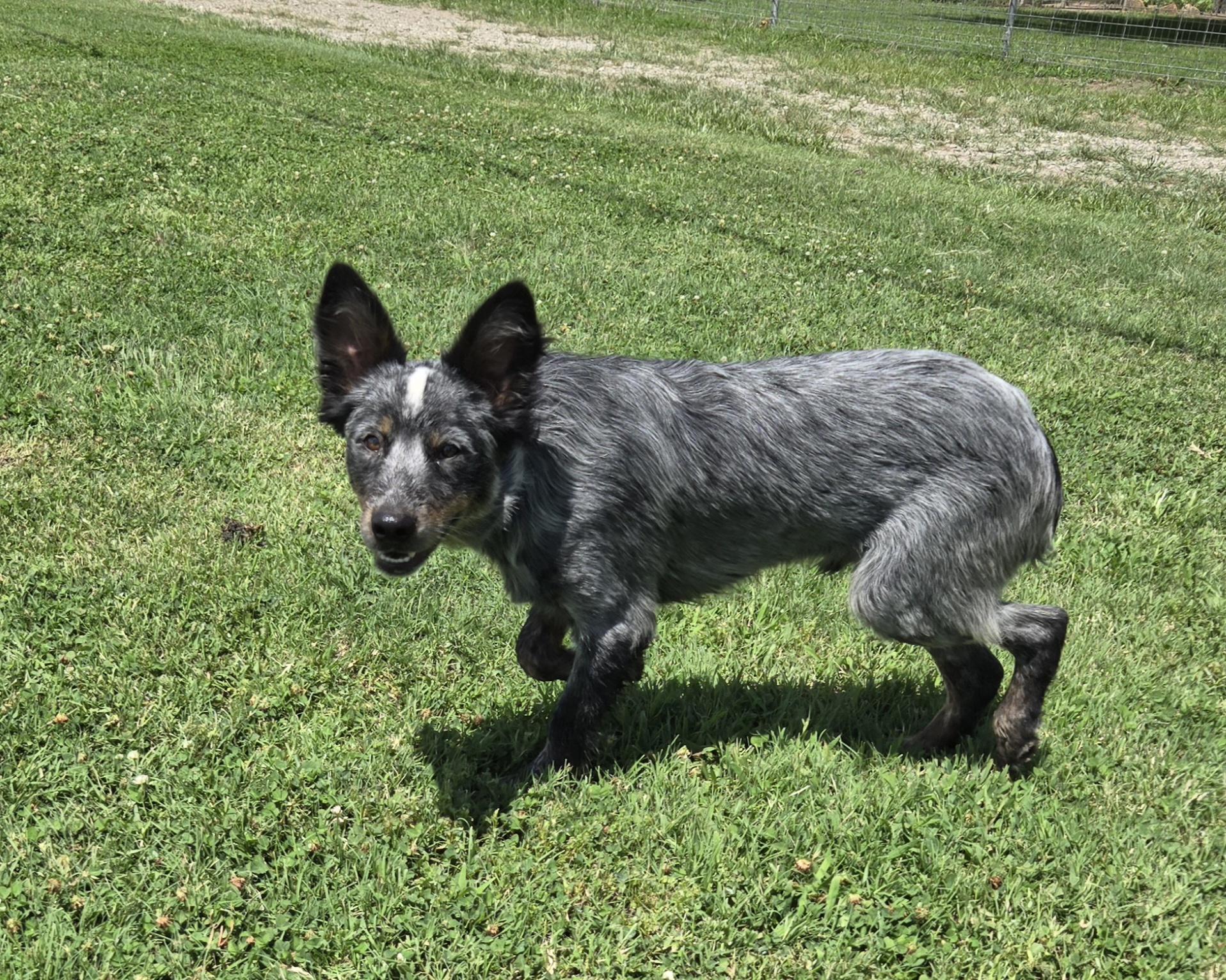Frisbee, an adopted mixed breed in Okemah, OK image 4/4