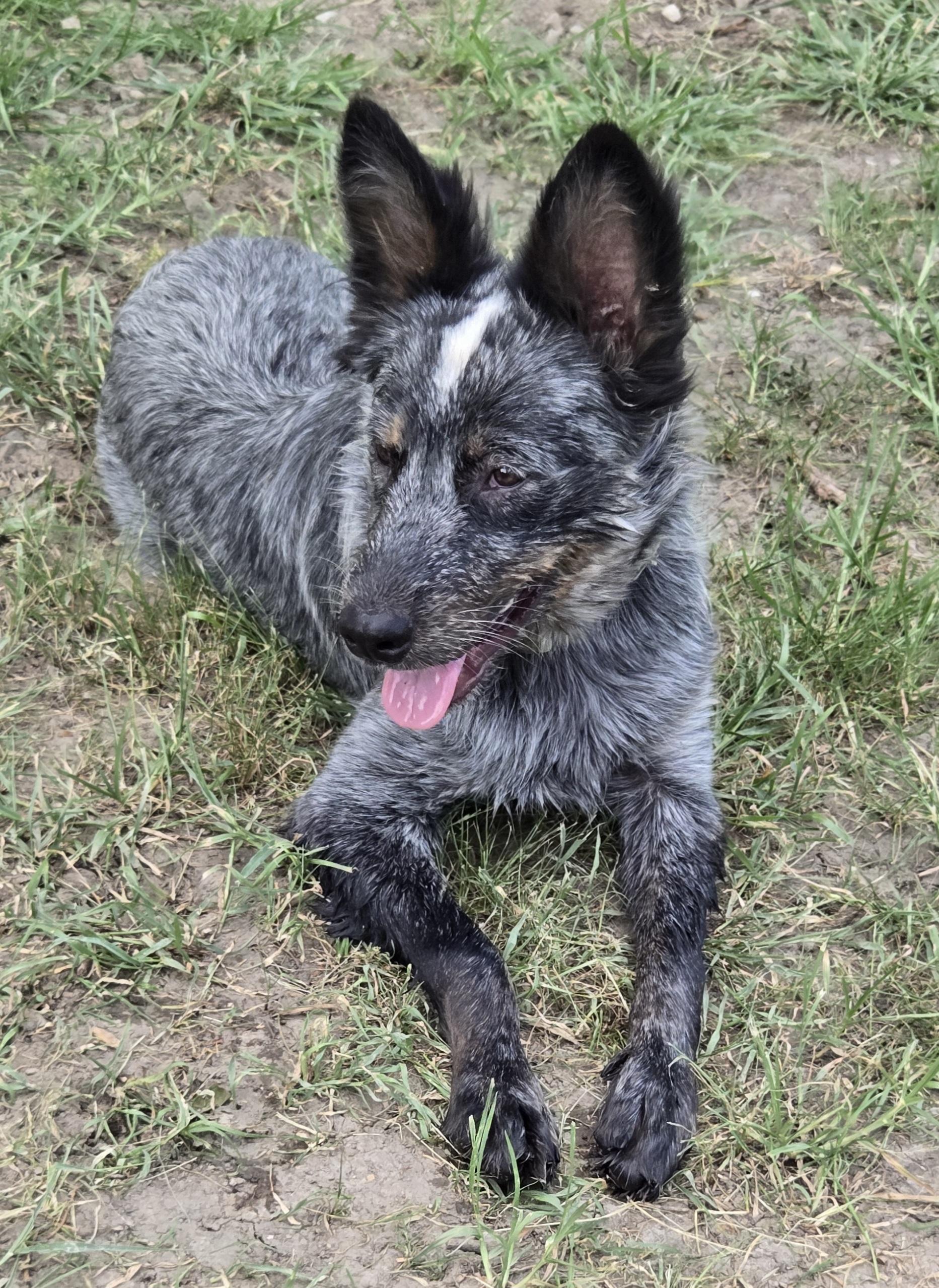 Frisbee, an adopted mixed breed in Okemah, OK image 3/4