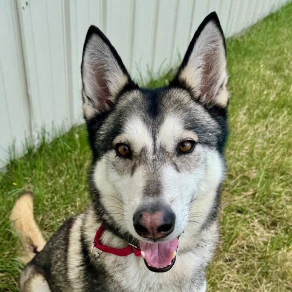 Artemis, Adoptable, Adult Female Siberian Husky & Alaskan Malamute.