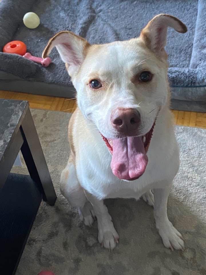 Vixen (on referral), Adoptable, Adult Female Labrador Retriever.