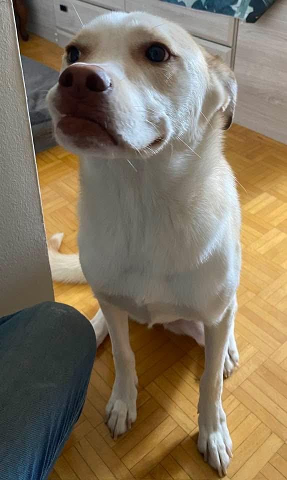 Vixen (on referral), a Adoptable mixed breed in Waterdown, ON image 2/2