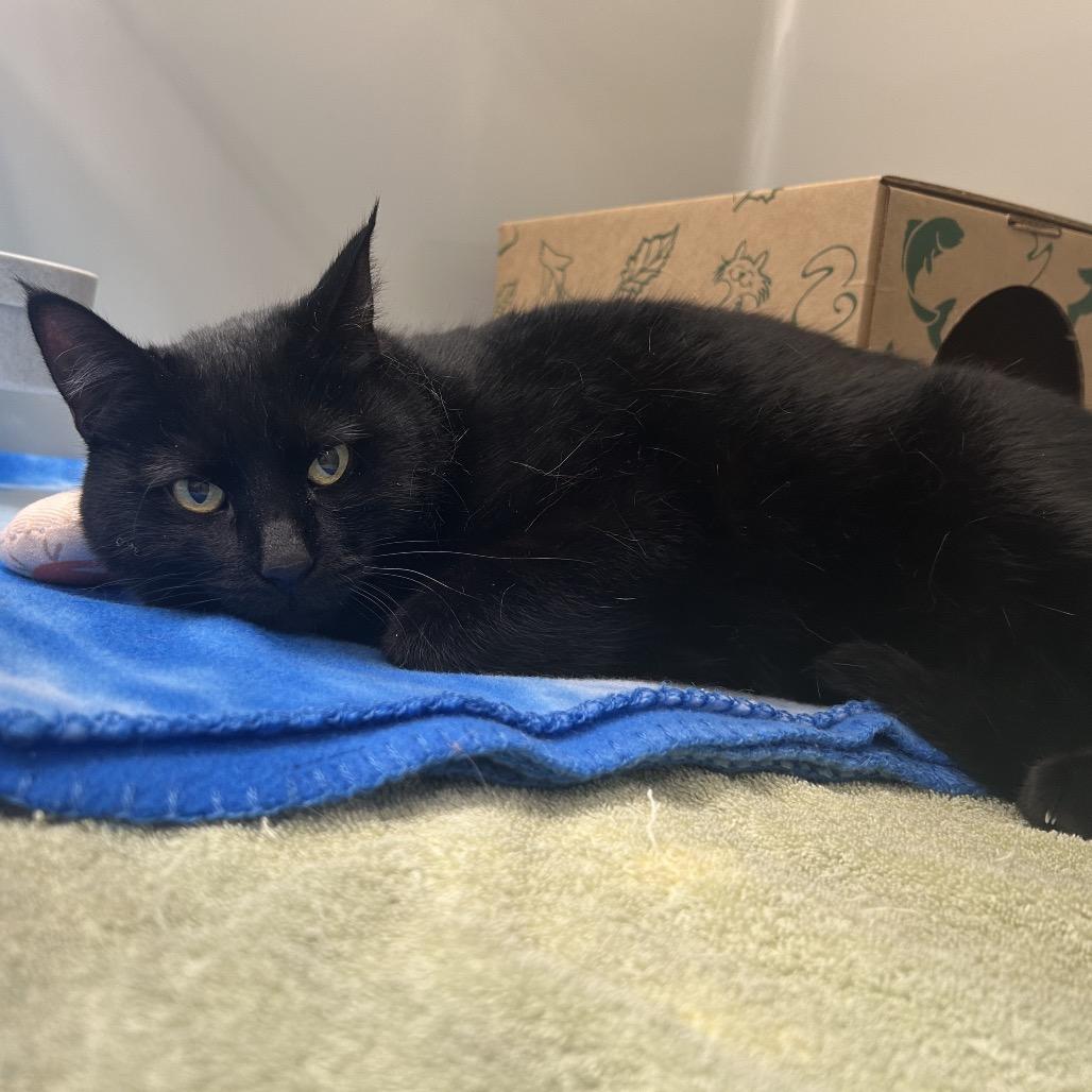 Rose, a Adoptable Domestic Short Hair in Saint Charles, MO image 1/3