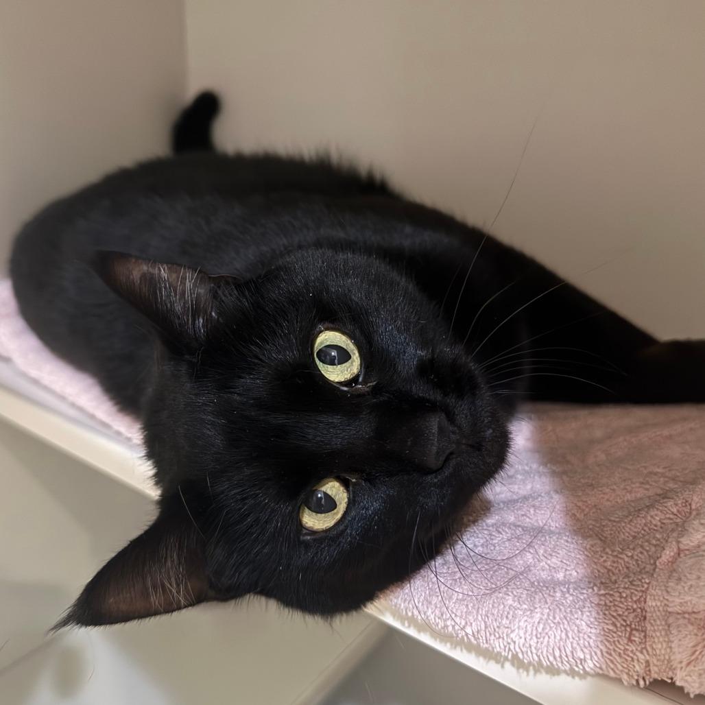 Rose, a Adoptable Domestic Short Hair in Saint Charles, MO image 2/3