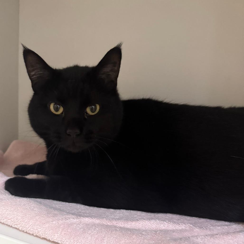 Rose, a Adoptable Domestic Short Hair in Saint Charles, MO image 3/3