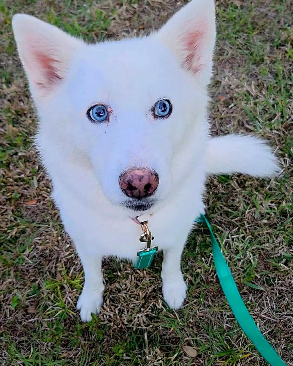 Enlarge Wynter, a ADOPTABLE mixed breed in Saint Petersburg, FL image 1/1