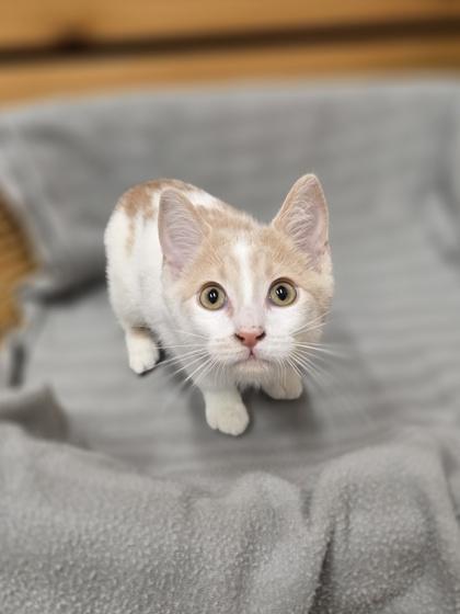 Papaya, Baby Female Domestic Short Hair
