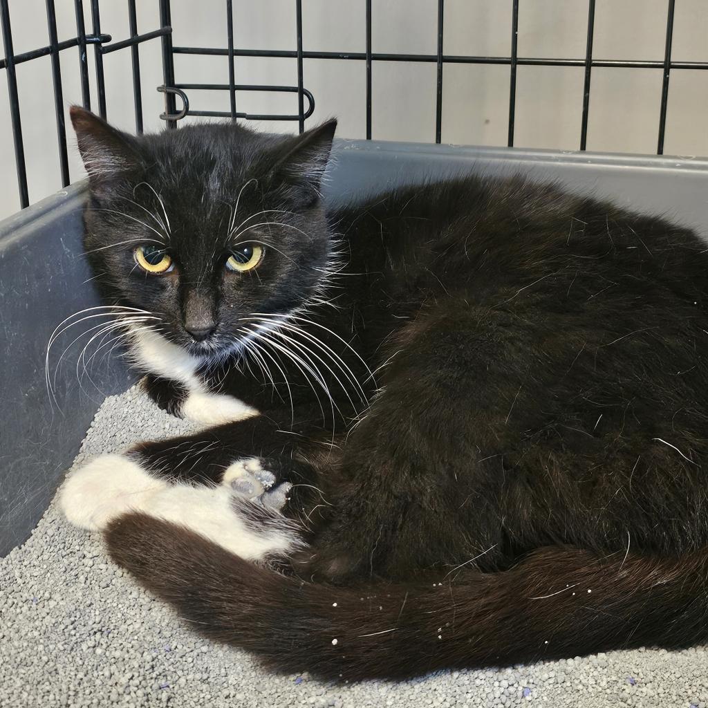 Enlarge Shingo, a Adoptable Domestic Short Hair in Bottineau, ND image 1/1
