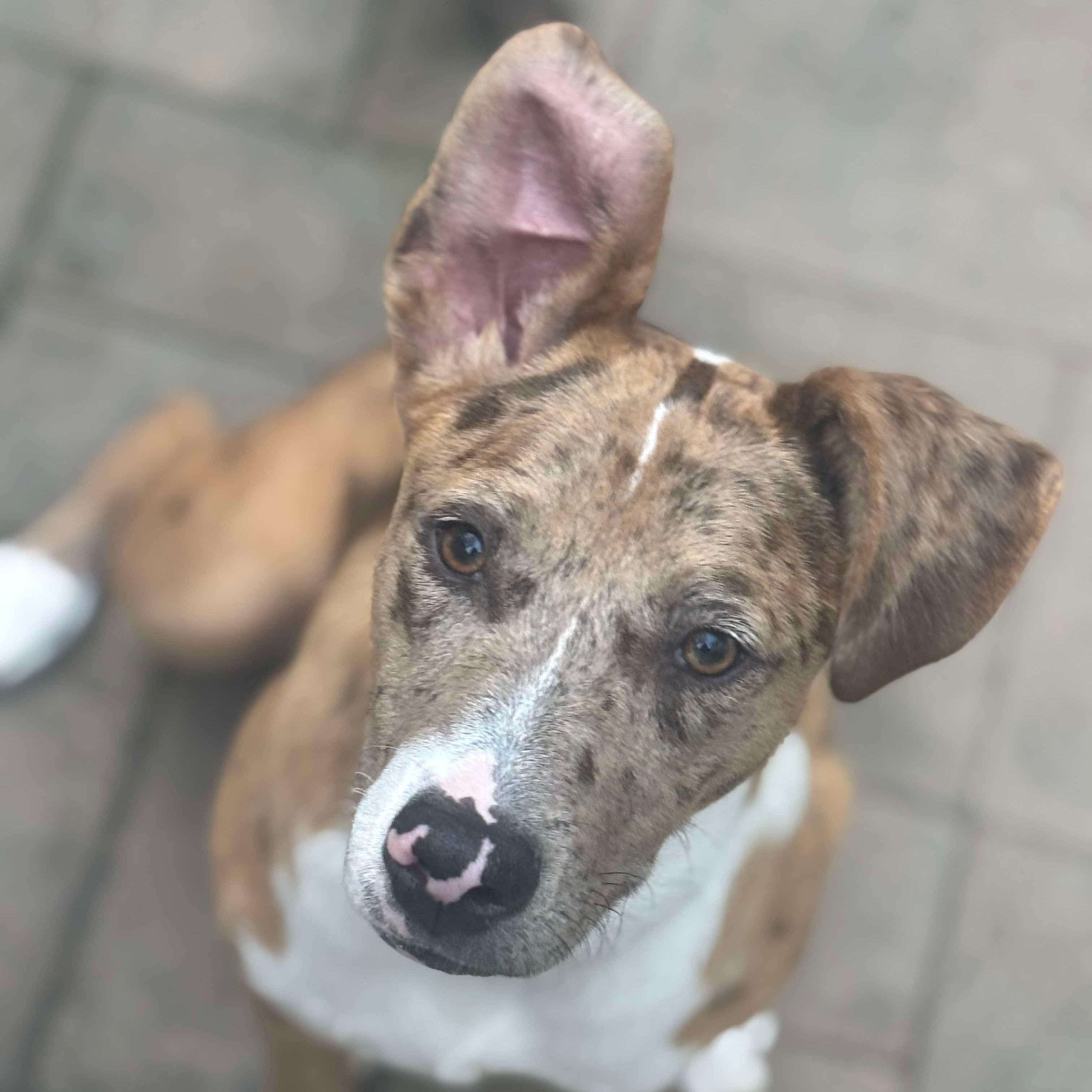 Enlarge Brinley, a Adoptable mixed breed in Bethlehem, PA image 6/6