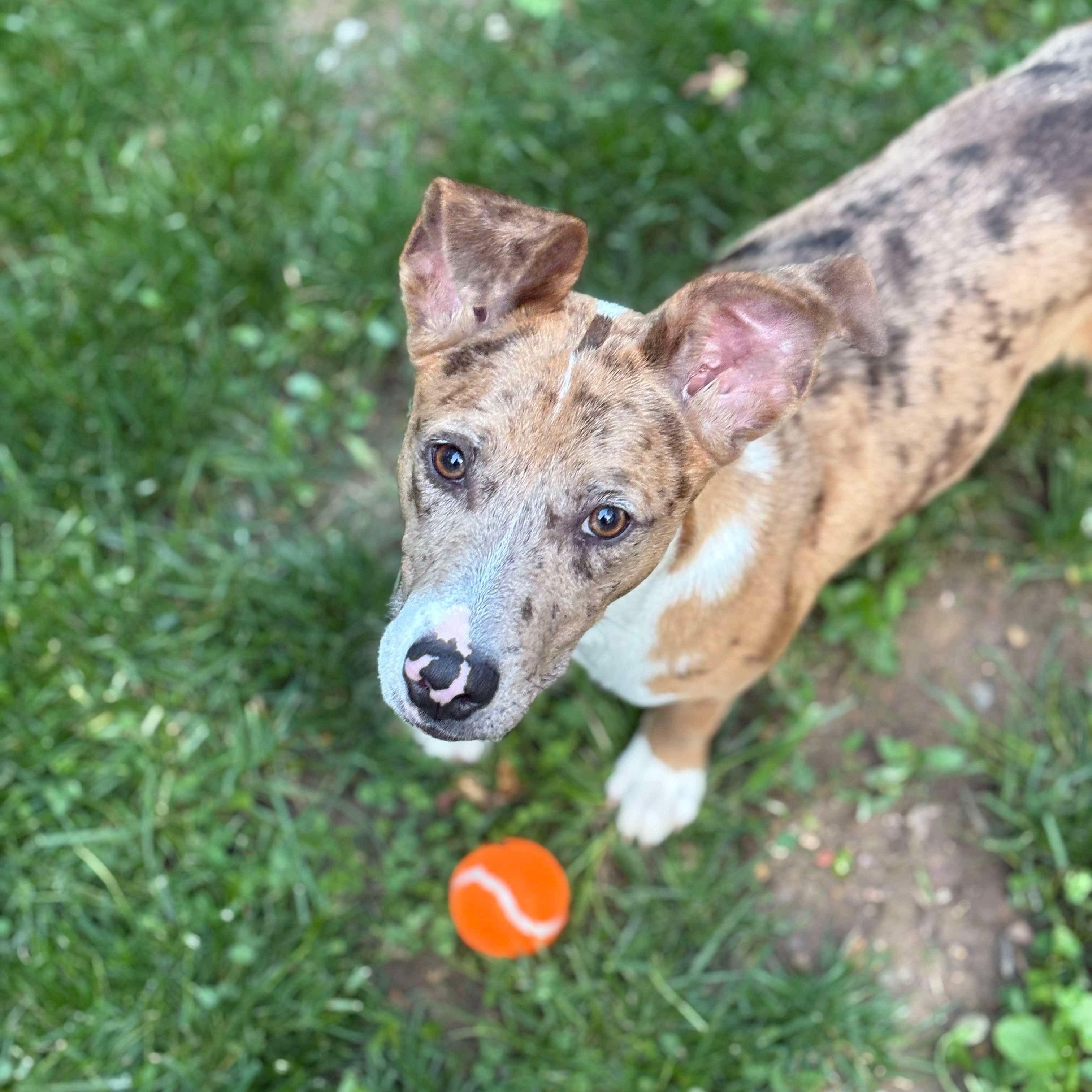 Enlarge Brinley, a Adoptable mixed breed in Bethlehem, PA image 5/6