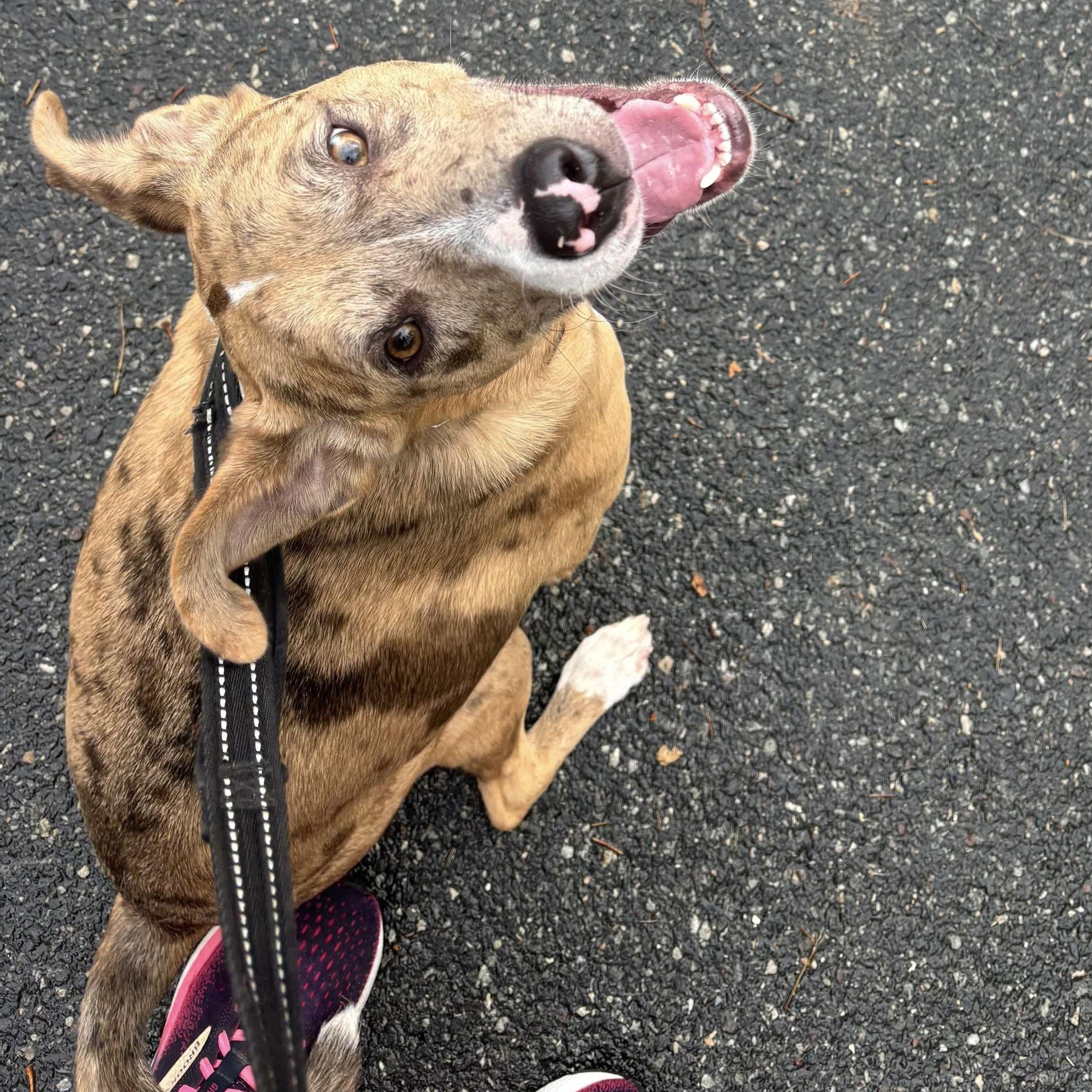 Enlarge Brinley, a Adoptable mixed breed in Bethlehem, PA image 2/6