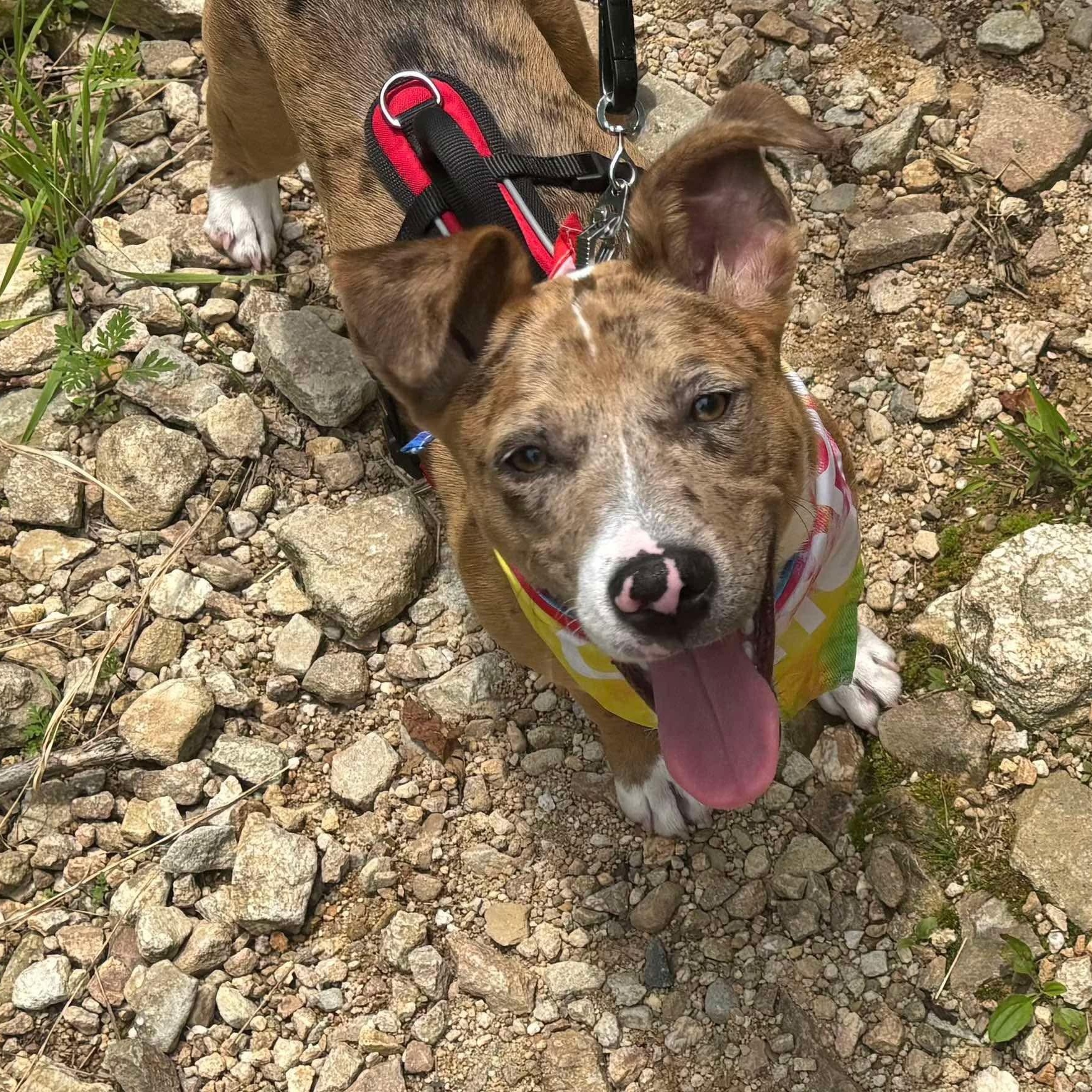 Enlarge Brinley, a Adoptable mixed breed in Bethlehem, PA image 4/6