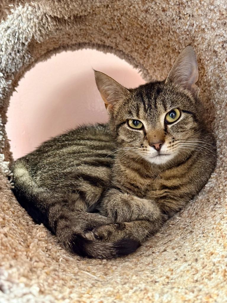 Enlarge Buho, a Adoptable mixed breed in Lunenburg, MA image 1/2