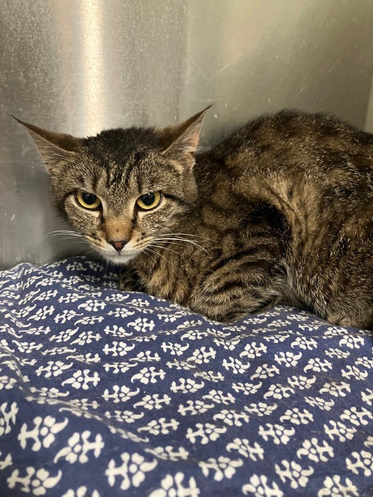 Buho, Adoptable, Kitten Female Domestic Short Hair.