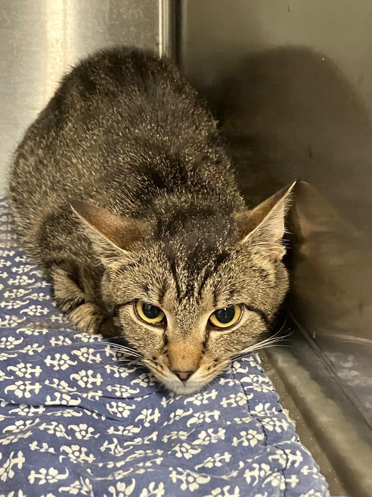 Enlarge Buho, a Adoptable mixed breed in Lunenburg, MA image 2/2