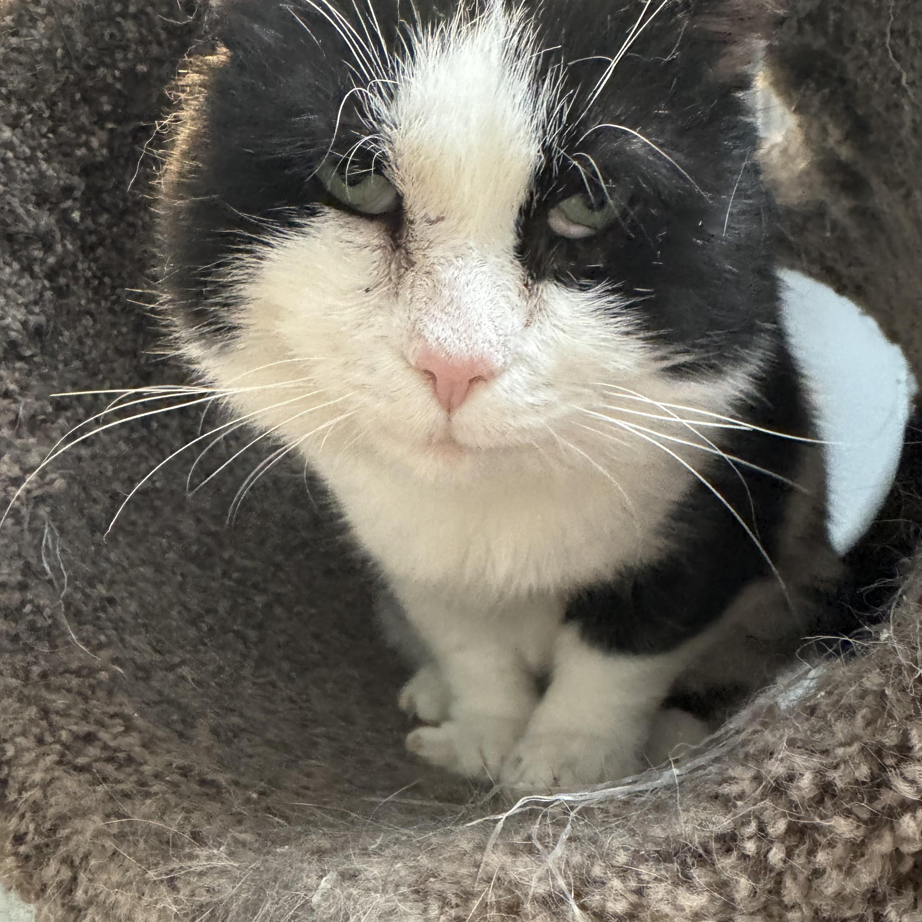 Enlarge Sammy, a ADOPTABLE Domestic Short Hair in Rochester, NY image 2/3