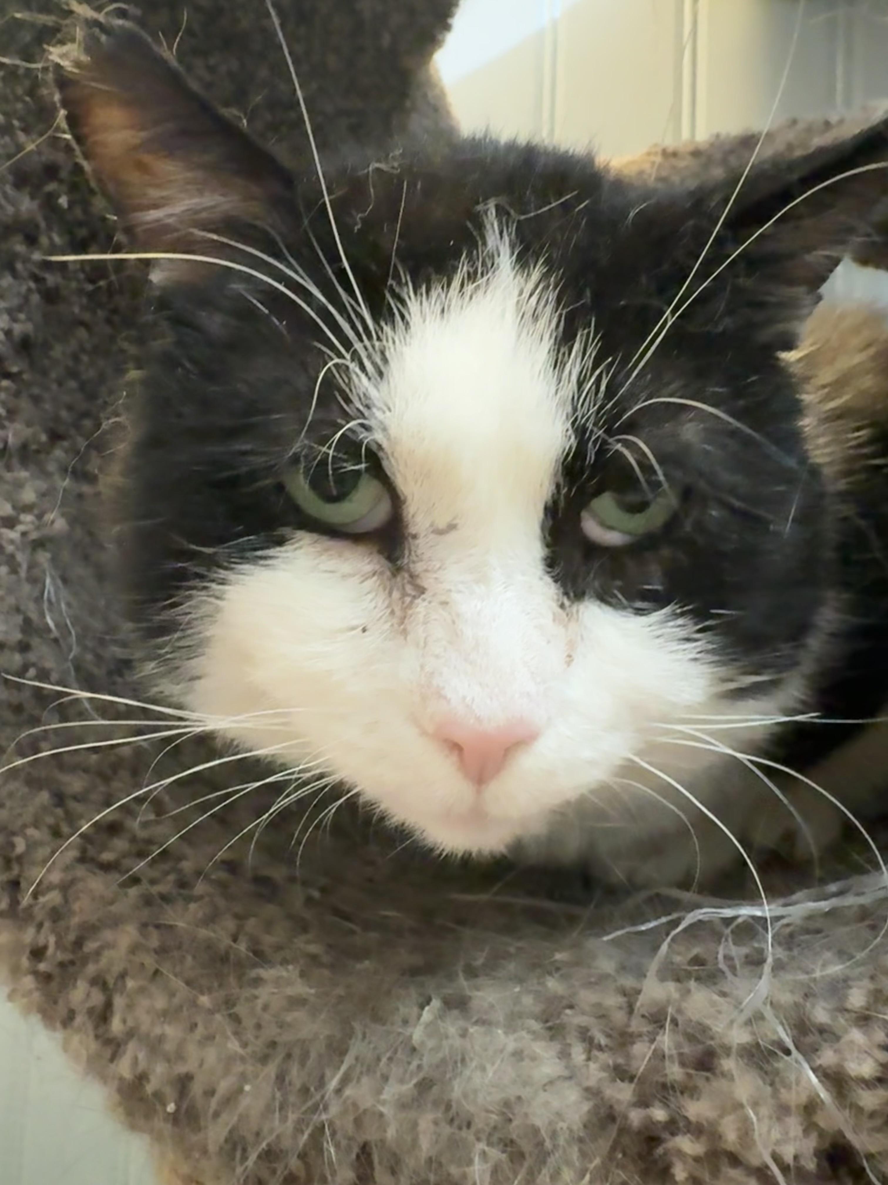 Sammy, ADOPTABLE, Adult Male Domestic Short Hair.