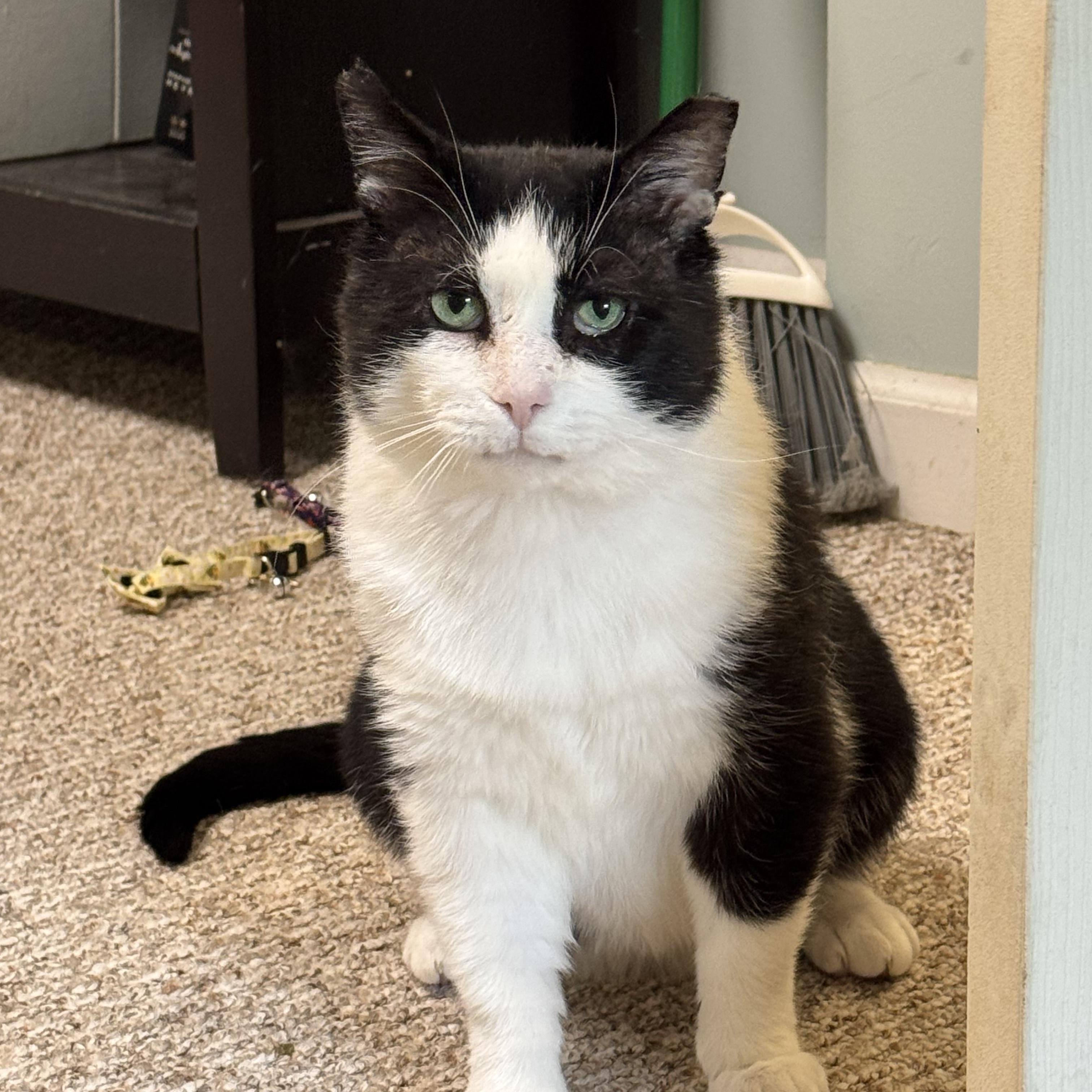 Sammy, ADOPTABLE, Adult Male Domestic Short Hair.