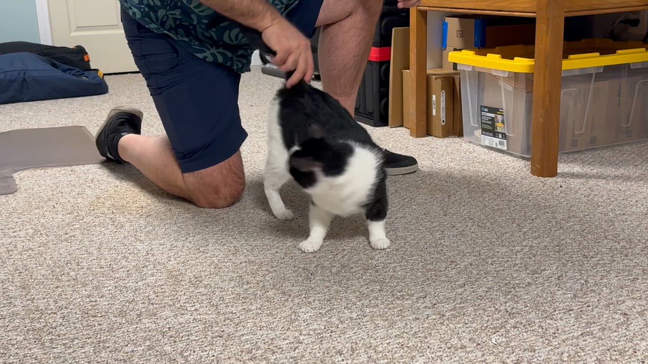 Enlarge Sammy, a ADOPTABLE Domestic Short Hair in Rochester, NY video 4/6