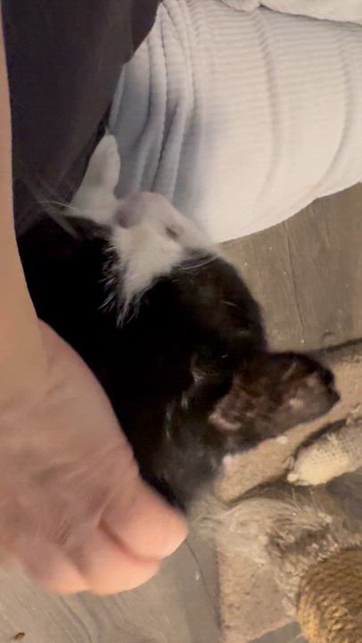 Enlarge Sammy, a ADOPTABLE Domestic Short Hair in Rochester, NY video 3/3