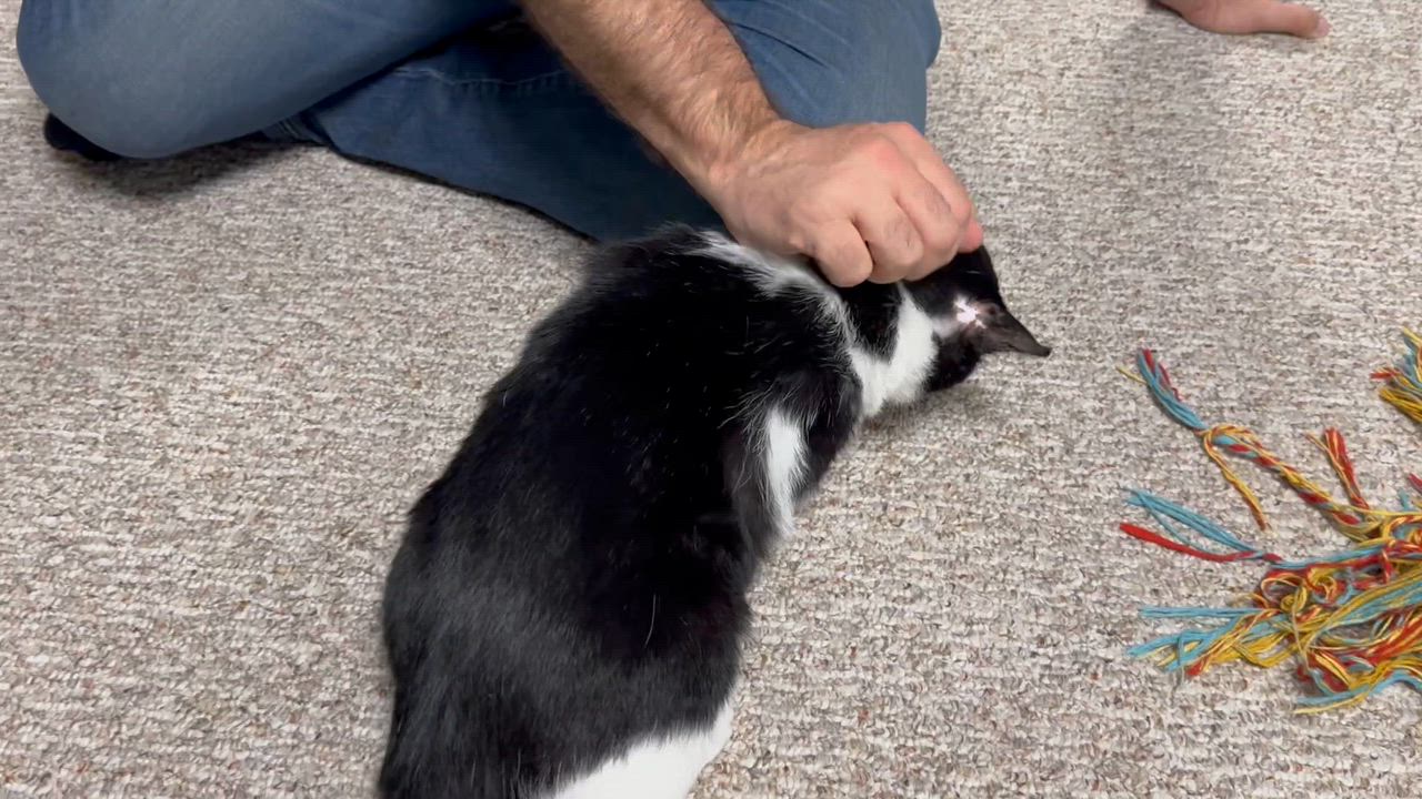 Enlarge Sammy, a ADOPTABLE Domestic Short Hair in Rochester, NY video 2/6