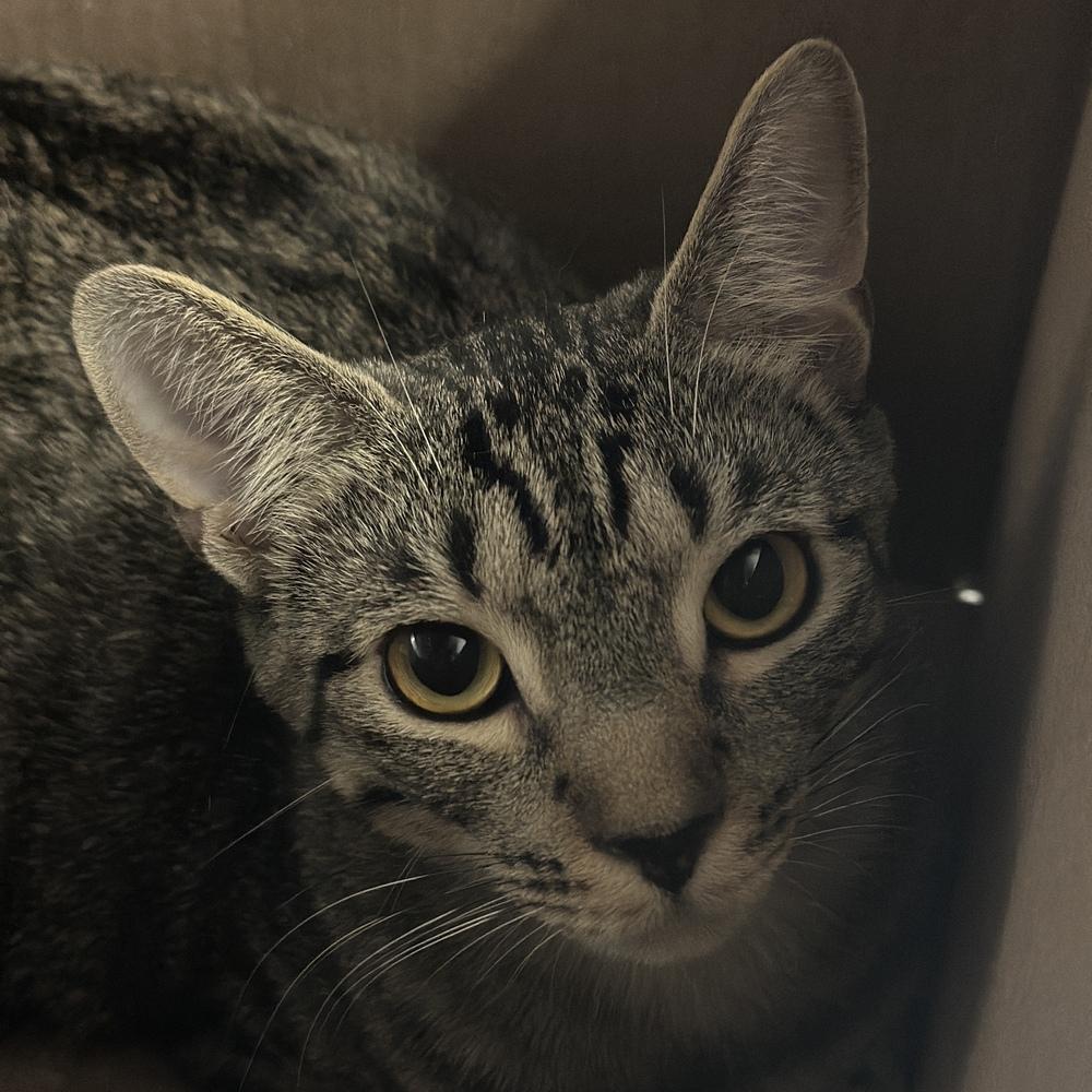 Nova, Adoptable, Adult Female Domestic Short Hair.