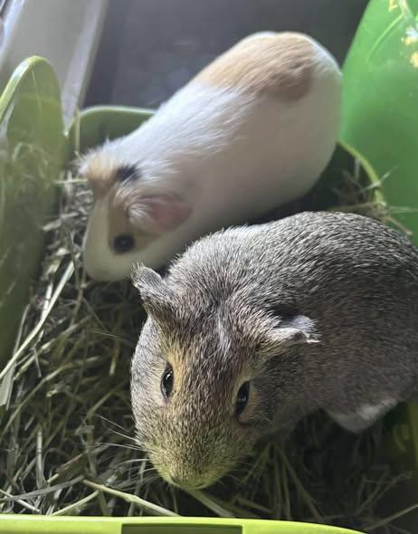 Squirrel and Pippin, Adoptable, Young Female Guinea Pig.