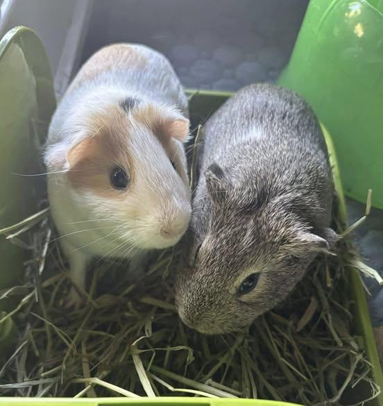 Squirrel and Pippin, a Adoptable Guinea Pig in Amherst, NY image 2/3