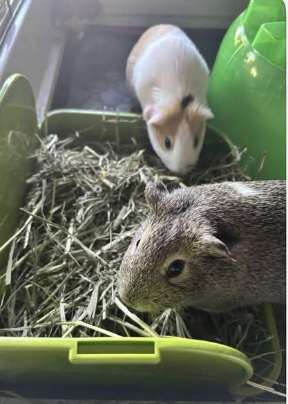 Squirrel and Pippin, a Adoptable Guinea Pig in Amherst, NY image 3/3