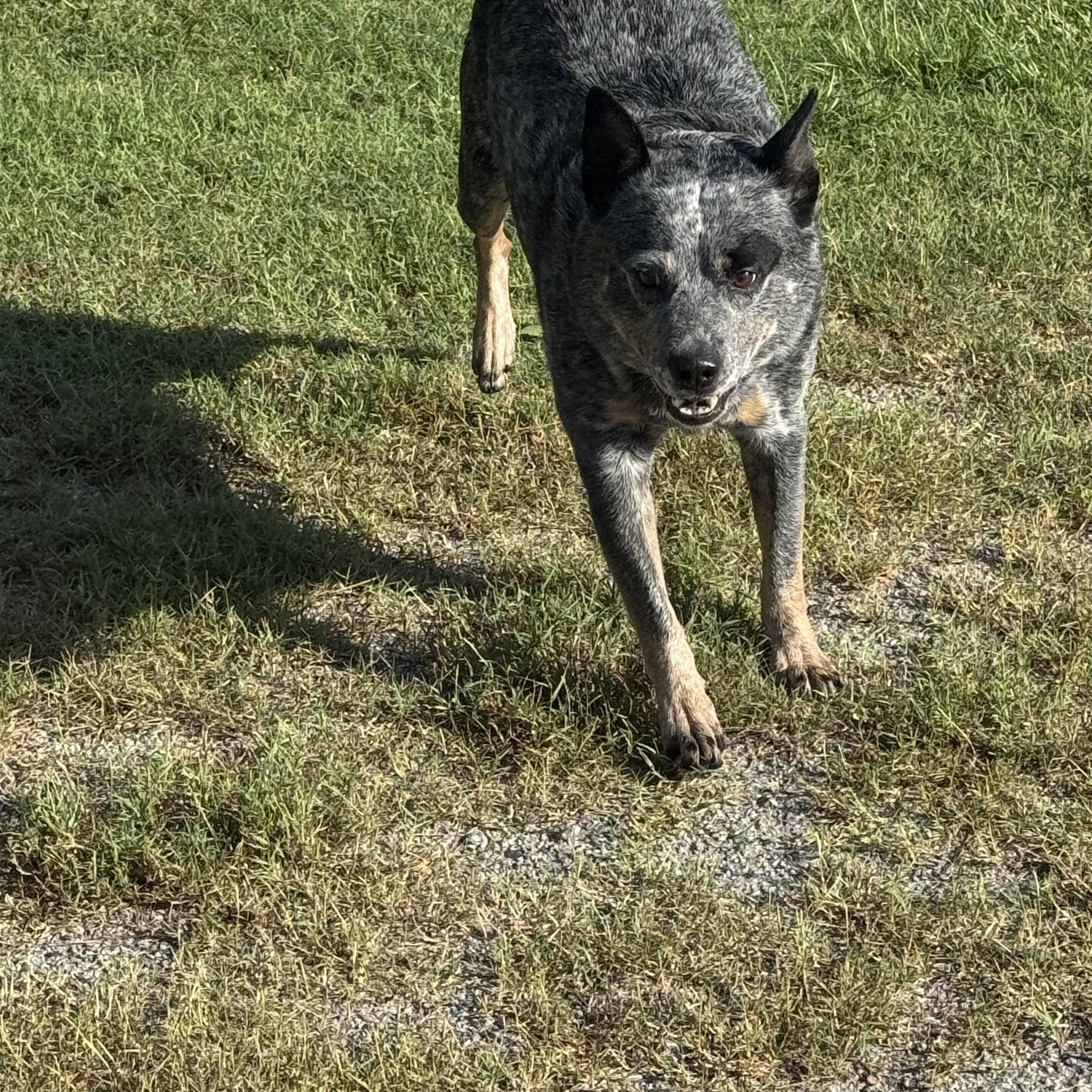 Miles, Adopted, Senior Male Australian Cattle Dog / Blue Heeler.