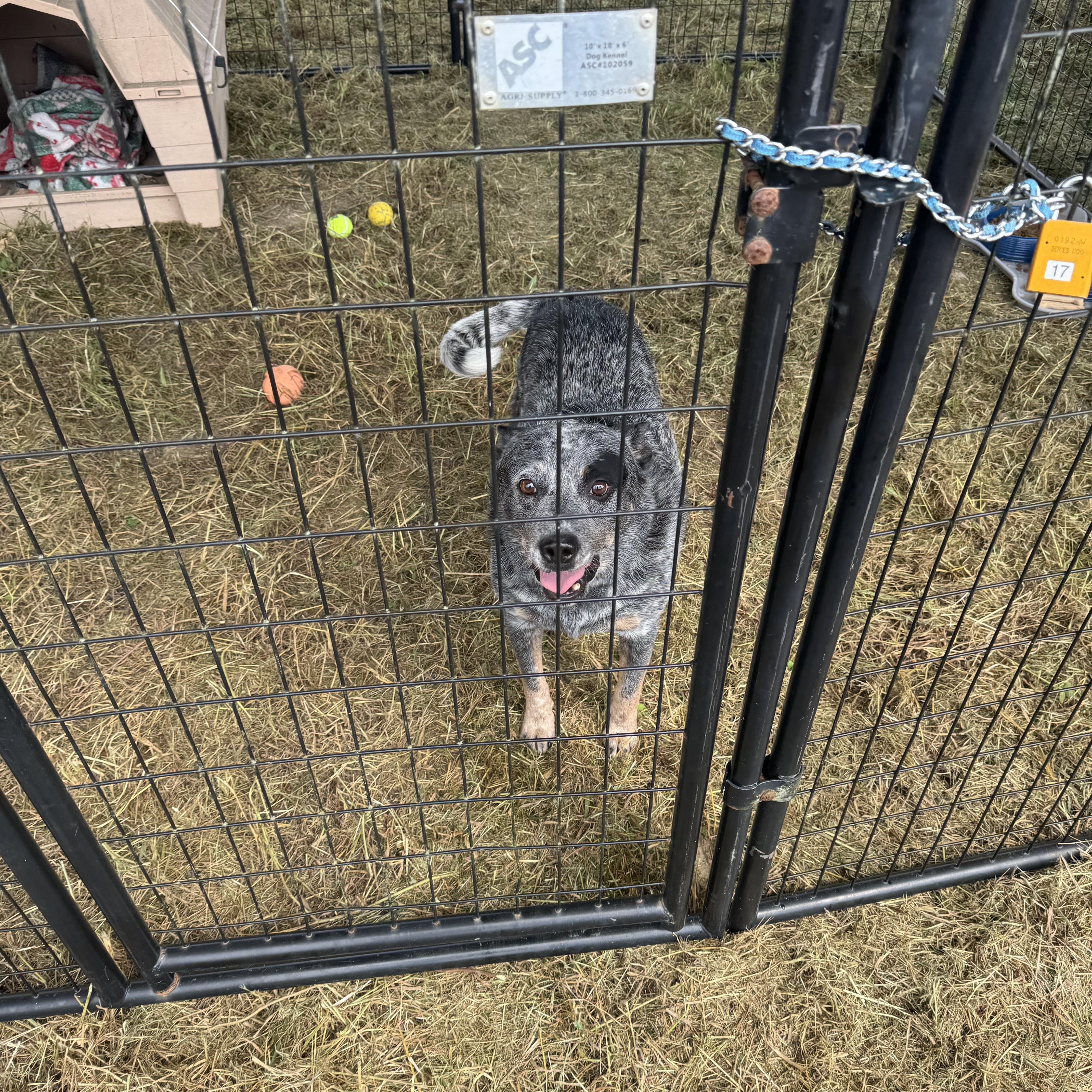 Enlarge Miles, a Adopted Australian Cattle Dog / Blue Heeler in Lumberton, NC image 2/2