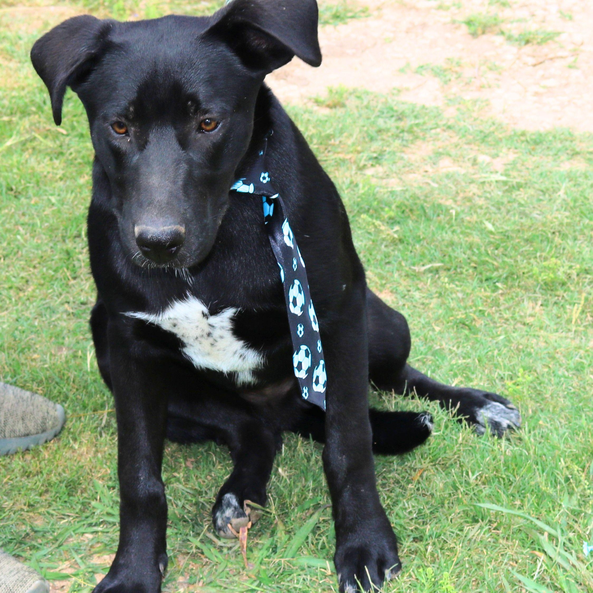 Enlarge Kota, a ADOPTABLE mixed breed in Bandera, TX image 1/4