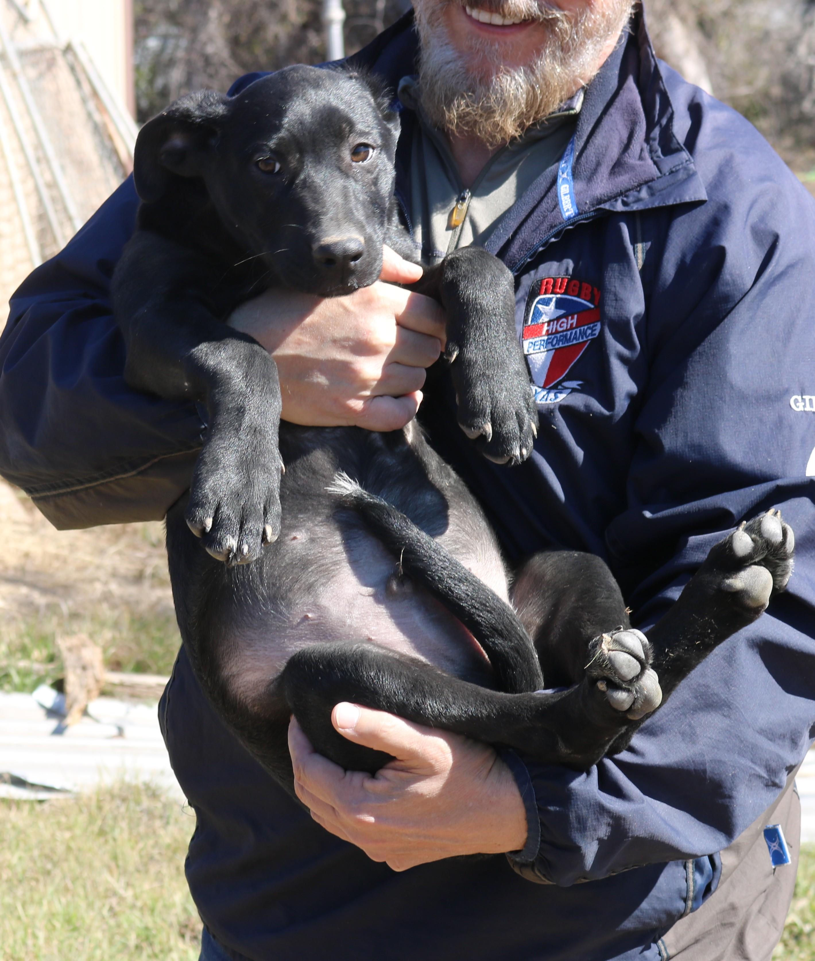 Enlarge Kota, a ADOPTABLE mixed breed in Bandera, TX image 5/5