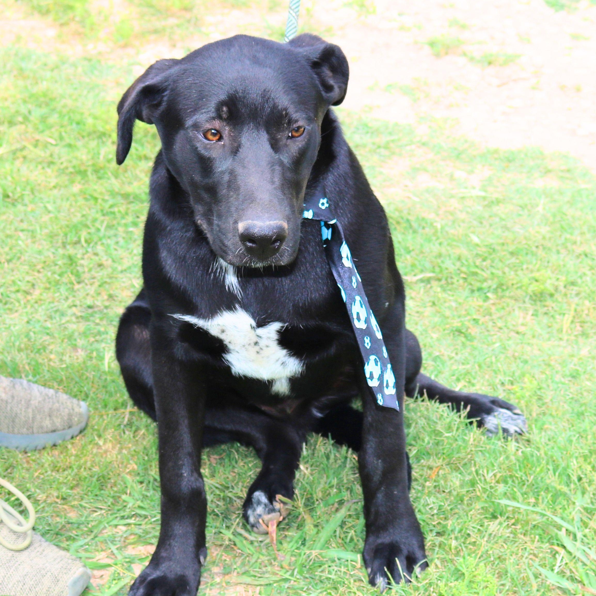 Enlarge Kota, a ADOPTABLE mixed breed in Bandera, TX image 2/4