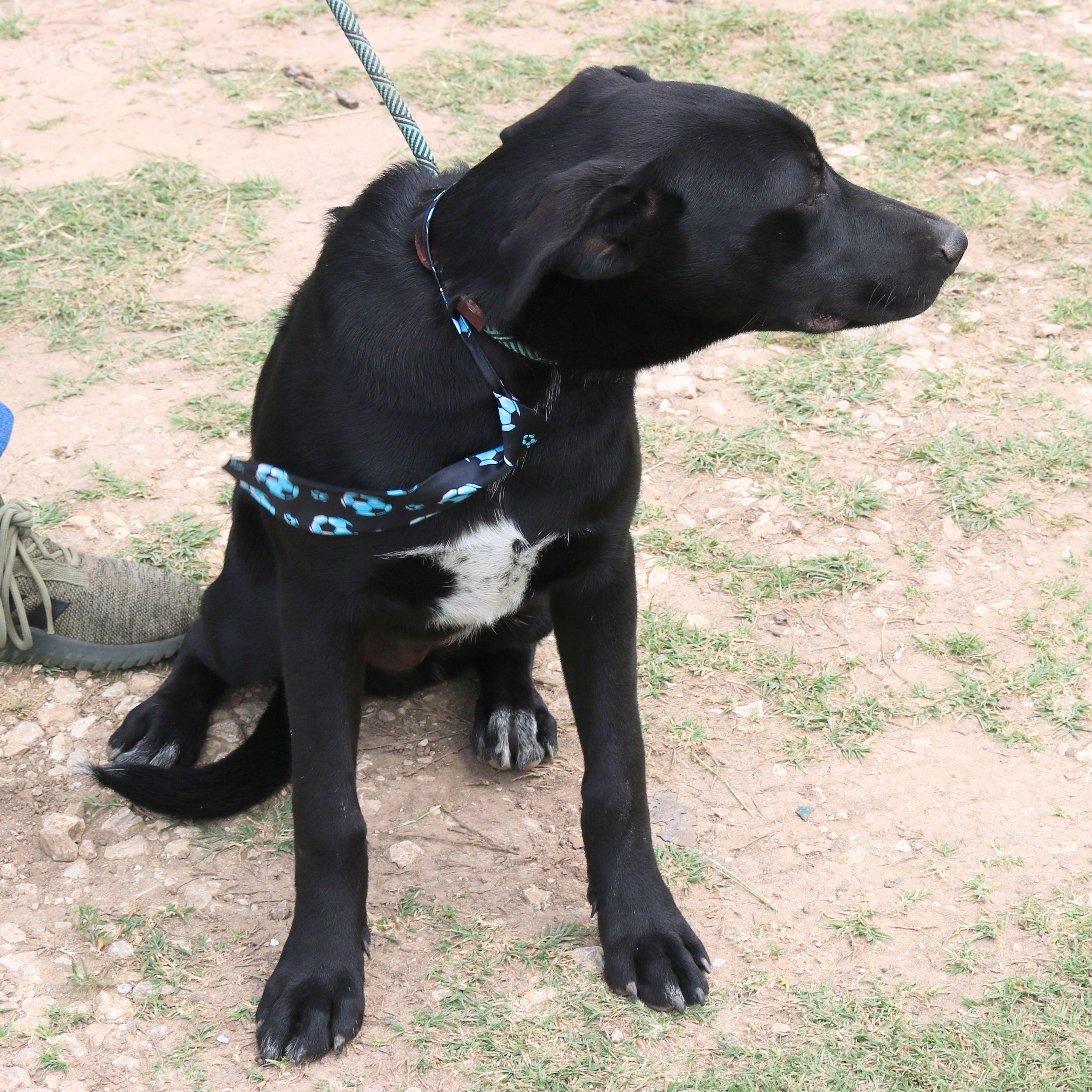 Enlarge Kota, a ADOPTABLE mixed breed in Bandera, TX image 4/4