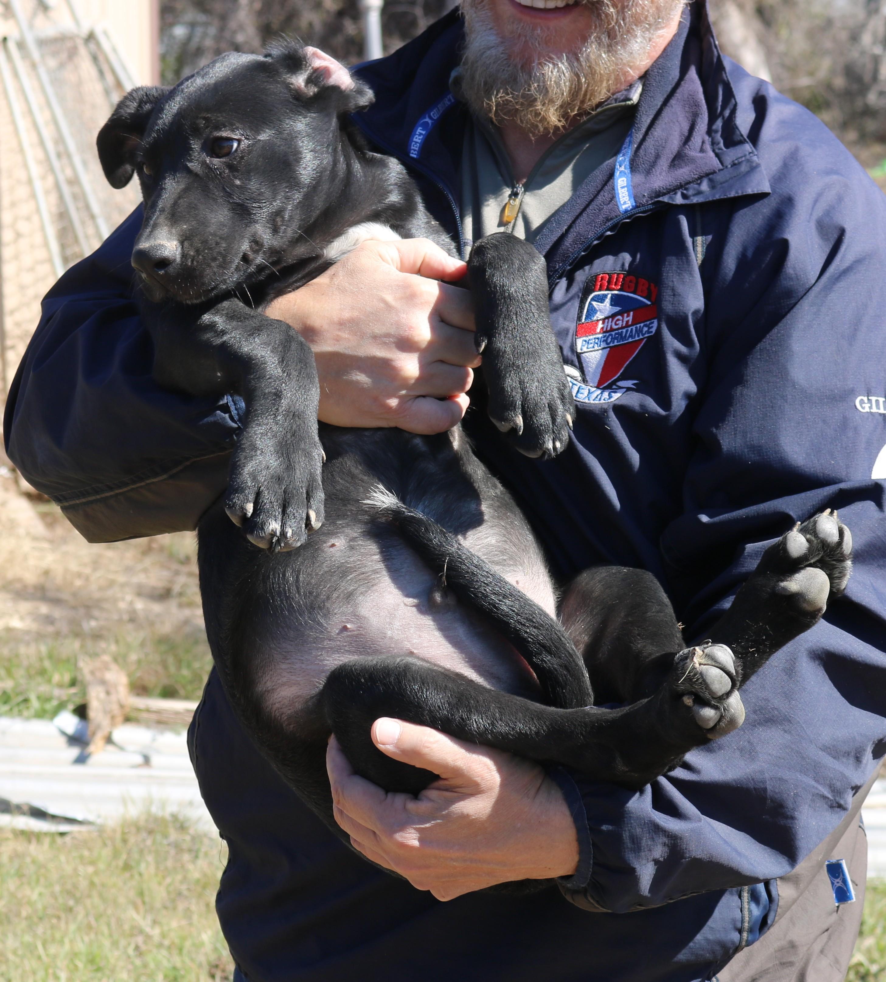 Enlarge Kota, a ADOPTABLE mixed breed in Bandera, TX image 3/5