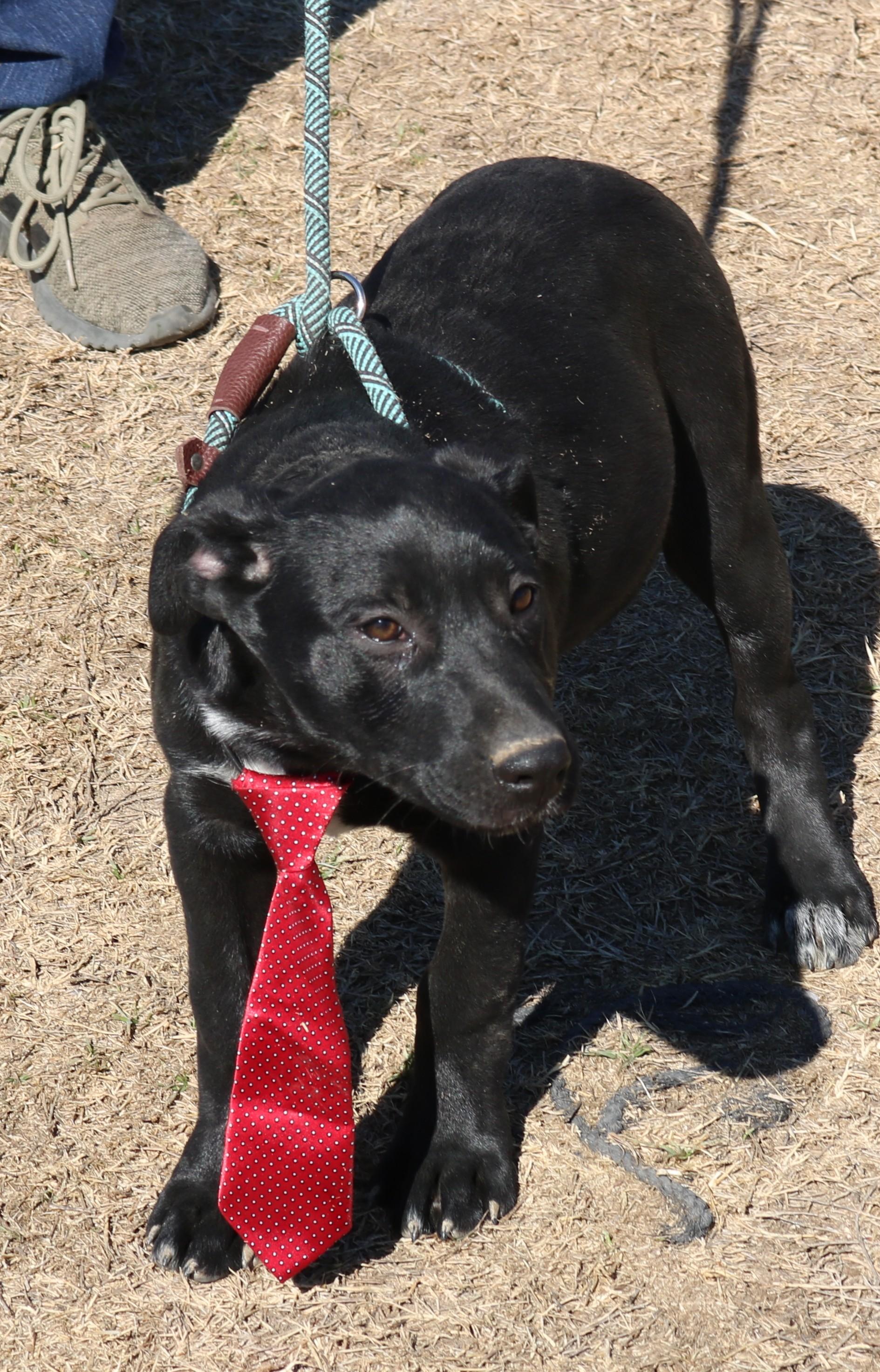 Enlarge Kota, a ADOPTABLE mixed breed in Bandera, TX image 4/5